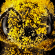 Illustration for article titled Was This Mysterious Yellow Rain a Chemical Weapon or Bee Poop?